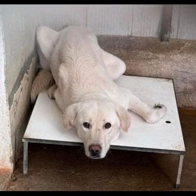 ENEA UN MIRACOLO D' AMORE : CANE IN ADOZIONE