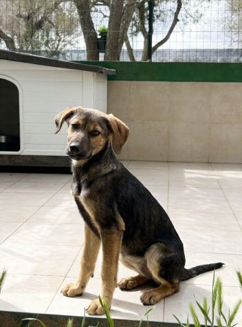 Regalo cuccioli mix Labrador pastore - Foto 4