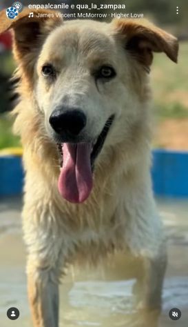 PUMBA DOLCISSIMO simil Golden retriever cane in adozione - Foto 6