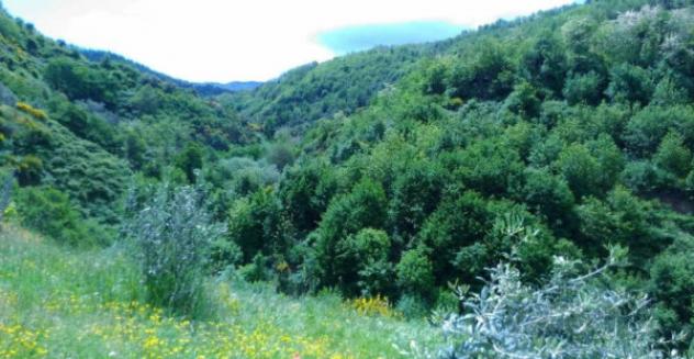 Immobile in asta di 10767 m² in vendita a Luzzi - Foto 4