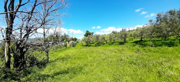 Uliveto in vendita a Montecorvino Rovella - Foto 9