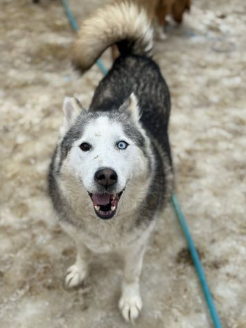 Arya, HUSKY tranquillona e tenerissima! - Foto 4