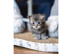 bellissimi gattini maine coon
