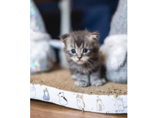 bellissimi gattini maine coon