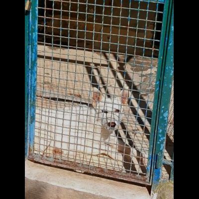 DOROTHY una nuova vita da donarle, cagnolina in adozione - Foto 3