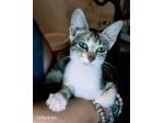 Regina, una gattina ancora da salvare...