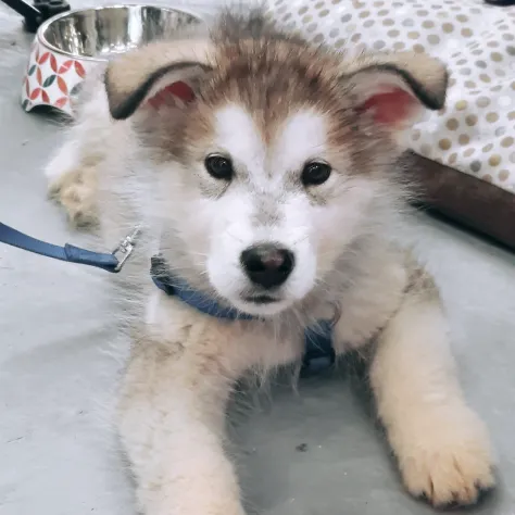 Alaskan Malamute cuccioli