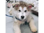 Alaskan Malamute cuccioli