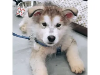 Alaskan Malamute cuccioli