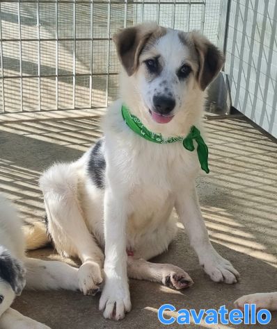Adotta un cane dal canile - Foto 2