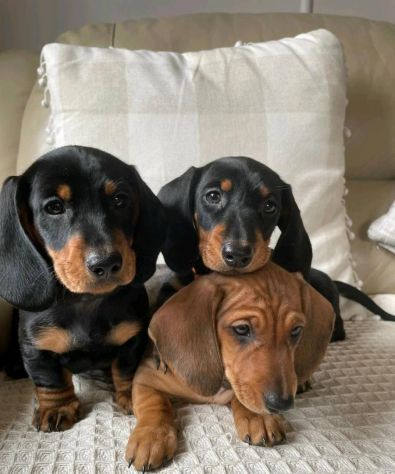 Cuccioli di bassotto di 3 mesi