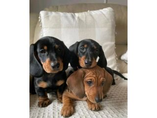 Cuccioli di bassotto di 3 mesi