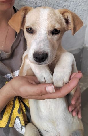 CUCCIOLI 3 MESI TAGLIA MEDIA IN CANILE - Foto 10