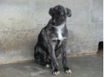 CHOPIN, bellissimo cucciolo timido