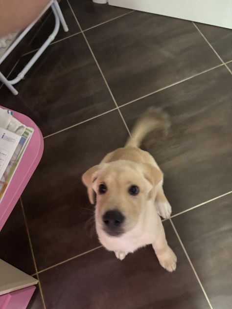 Cucciola Labrador - Foto 2