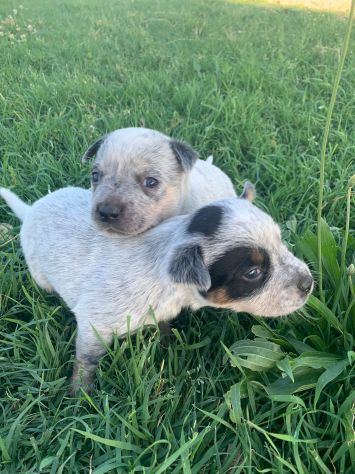 Splendidi cuccioli Australian Cattle Dog - Foto 2