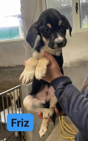 CUCCIOLI IN ADOZIONE - Foto 7