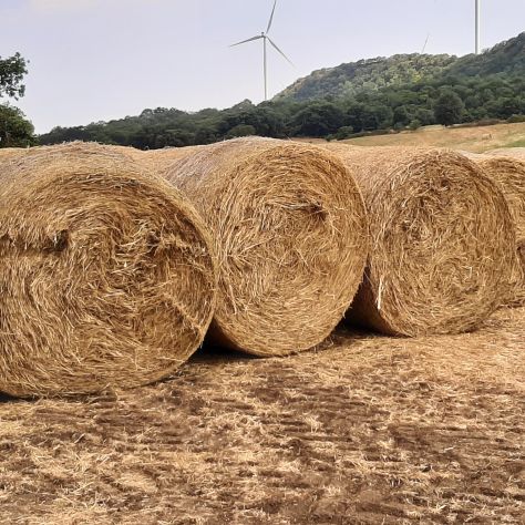 FIENO E PAGLIA IN ROTOBALLE - Foto 2