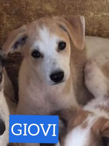 CUCCIOLI 3 MESI - Foto 3