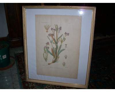 Stampa incisa, soggetto "Valeriana" - Foto 3