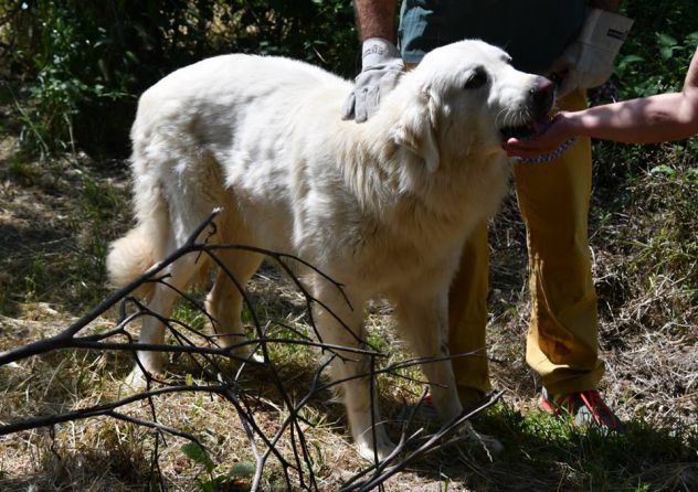 ACHILLE E SPARTACO, splendidi maremmani - Foto 5