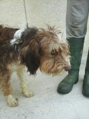 VELVET, giovane cagnolina dal carattere meraviglioso - Foto 3