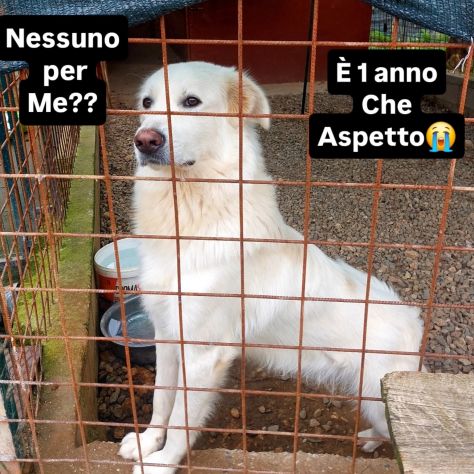 WHISKY CARATTERE ECCEZIONALE SALVATO DAL SUO AGUZZINO CERCA CASA CANE IN ADOZION - Foto 10