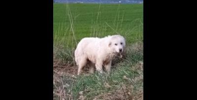 ADOZIONE URGENTISSIMA VIVE IN STRADA, CUCCIOLO IN ADOZIONE