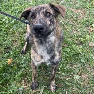 UGO figlio di mamma husky, 9 mesi, socievole ed allegro cagnolino in adozione - Foto 9