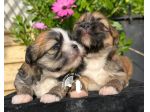 Barboncino Maltipoo Lhasa Apso – Tre Quarti di Luna