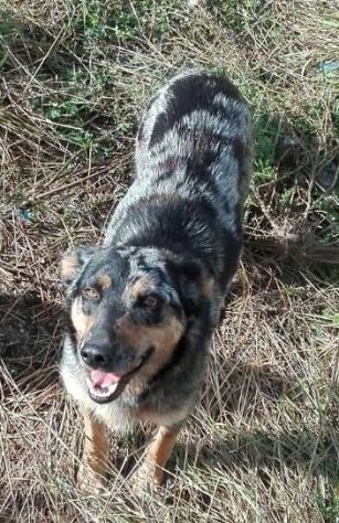 Mamma e 5 cuccioli stupendi in cerca di casa - Foto 2