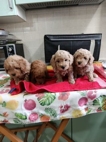 Cuccioli di barboncini Toy - Foto 2