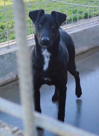 AARON coccolone e amorevole cane in adozione - Foto 4