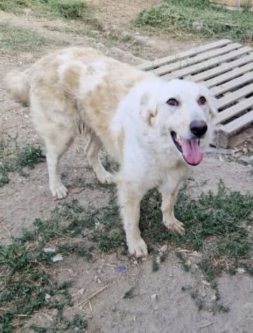CHLOE cagnolina tg. Grande cerca con urgenza una nuova famiglia - Foto 2
