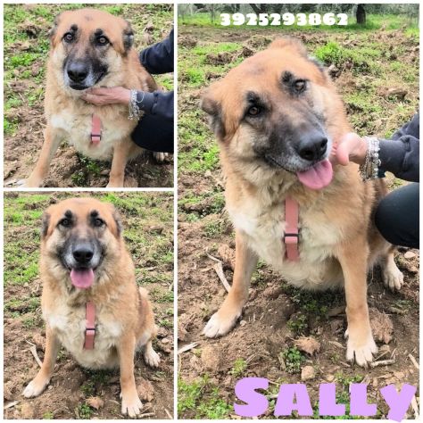 SALLY dolce pastorina è da tanto che attende una famiglia... apri il suo box