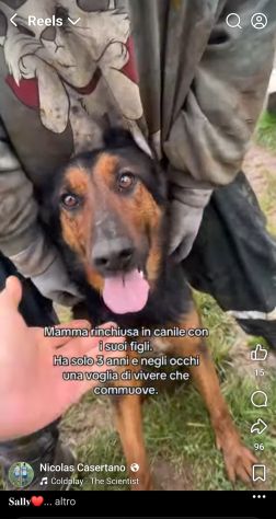 SALLY LA TENEREZZA CANE IN ADOZIONE TG MEDIA - Foto 2