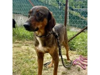 MELAMPO, TIMIDO E REMISSIVO, CAGNOLINO DA ADOTTARE