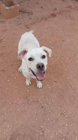 GRETA, 10 MESI (01/12/25), TROVATA AD ELEMOSINARE CIBO E COCCOLE - Foto 3