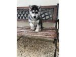 Cuccioli di Siberian Husky