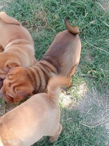 Shar Pei (cuccioli di SharPei) - Foto 6