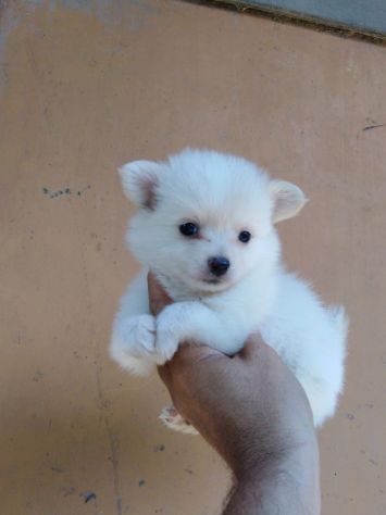 cuccioli di volpini spitz