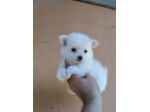 cuccioli di volpini spitz