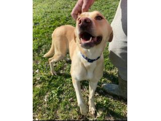Lily 2 anni mix labrador