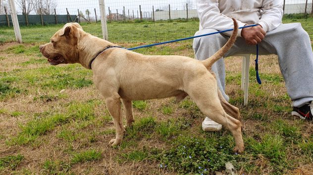 Omar, Buonissimo pitbull, 5 anni, maschio - Foto 5