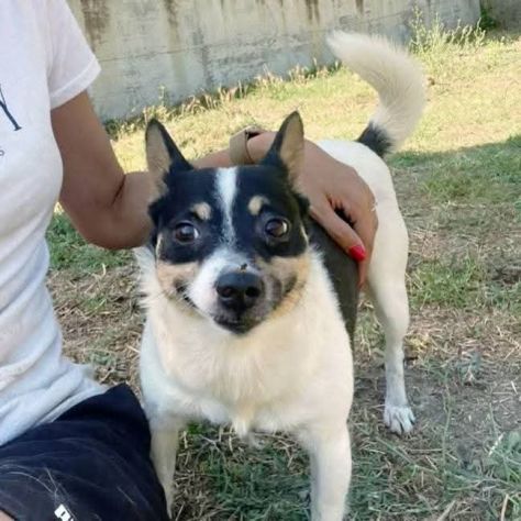 Pouf delizioso cagnolino in adozione taglia piccola - Foto 5