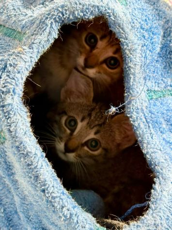 Adorabili gattini in adozione! - Foto 2