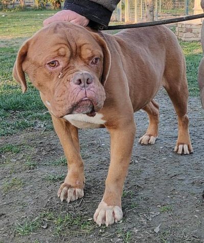 Hego dogue de bordeaux