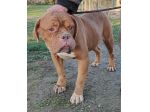 Hego dogue de bordeaux