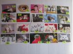 GATTI GATTINI CARTOLINA 10 X15 collezione vintage scegli la preferita