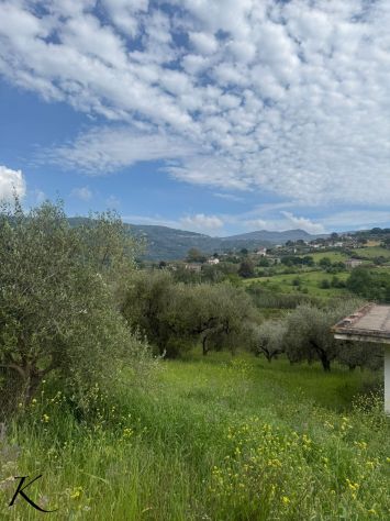 Laureana Cilento – terreno agricolo con 400 piante di ulivo - Foto 7